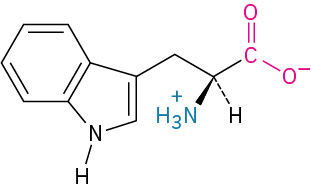 The structure of L-tryptophan. It has a carbon linked to methylene linked to cyclopentene with N-H fused to a benzene ring, carboxylate ion, dashed hydrogen, and wedged ammonia ion.
