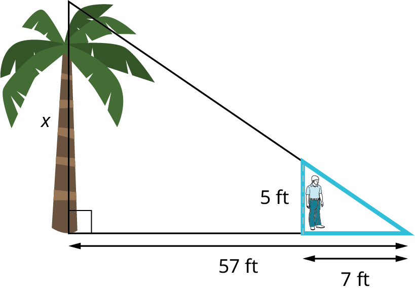 An illustration of a palm tree and stick figure person shows a right triangle. The vertical leg shows a tree and it measures x. The hypotenuse is unknown. The horizontal leg measures 57 feet. A boy who is 5 feet tall is standing 50 feet away from the base of the tree. The boy casts a shadow of 7 feet.