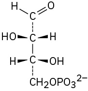 Vertically, aldehyde dashed bond carbon bond carbon dashed bond C H 2 phosphate. C 2 has hydroxyl (left), H on wedges, C 3 has hydrogen (left), hydroxyl on wedges.