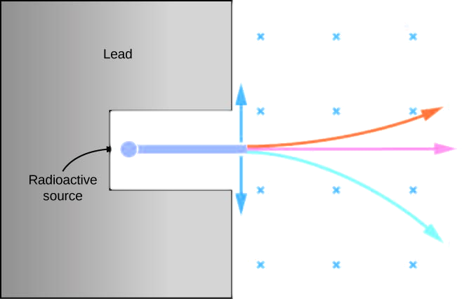 Figure shows a C-shaped material labeled lead. A small circle labeled radioactive source is shown in the hollow of the C-shape. Three rays radiate from this source towards the right. One curves upwards and is labeled alpha. One goes straight and is labeled gamma. The third curves downwards and is labeled beta minus. Magnetic field is shown as crosses. Two arrows originate from near the point where the rays emerge from the C-shape. The upwards pointing arrow is labeled F subscript alpha = q subscript alpha v B. The downwards pointing arrow is labeled F subscript beta = q subscript beta v B.