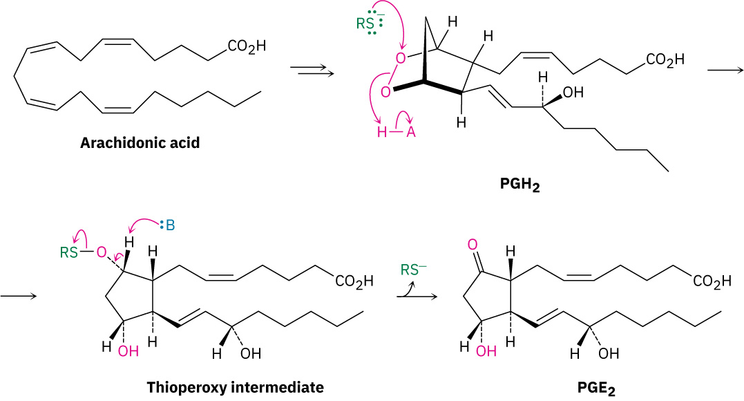 Arachidonic acid converts to P G H 2. This further converts to thioperoxy intermediate that converts to P G E 2. The release of R S negative ion.