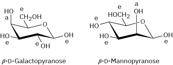 Structures of beta D-galactopyranose and beta-D-mannopyranose. The C 4 hydroxyl group of beta galactopyranose is equatorial and C 2 hydroxyl group of beta mannopyranose is axial.