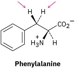 The wedge-dash structure of phenylalanine. Two arrows point toward the hydrogen atoms bonded at C3.