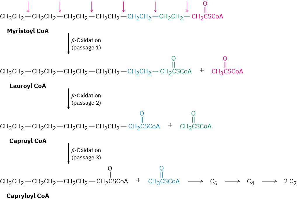 Myristoyl-coenzyme A is converted via beta-oxidation to lauroyl-coenzyme A, further beta-oxidation provided caproyl-coenzyme A, which undergoes a final beta-oxidation to form capryloyl-coenzyme A.
