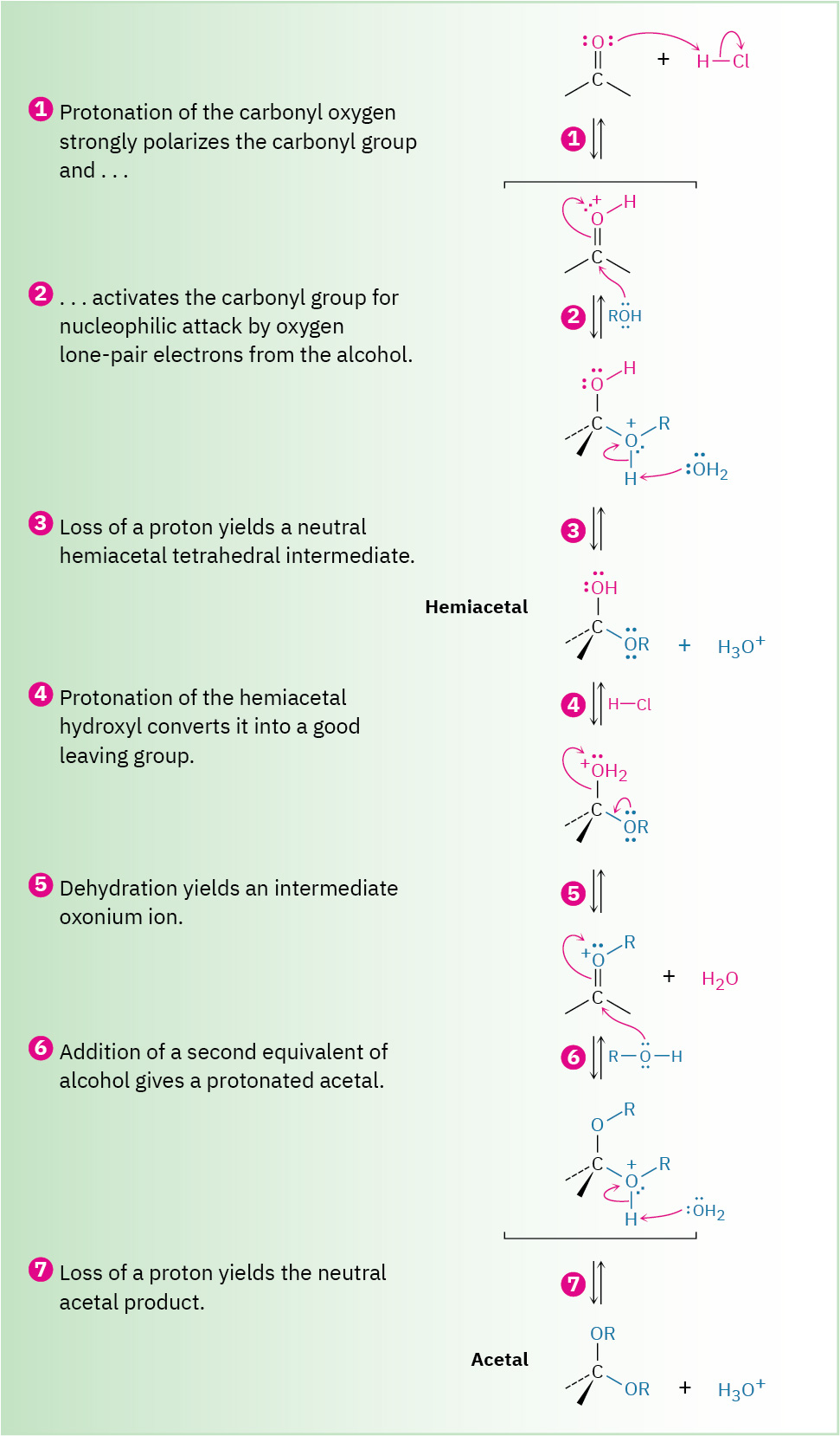 Ketone or aldehyde to acetal via seven steps: protonation of O, alcohol attacks carbonyl, R O H deprotonated to hemiacetal, protonation of hydroxy, loss of water, alcohol attacks oxonium, deprotonation.