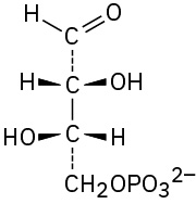 Vertically, aldehyde dashed bond carbon bond carbon dashed bond C H 2 phosphate. C 2 has hydrogen (left), hydroxyl on wedges, C 3 has hydroxyl (left), hydrogen on wedges.