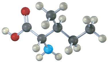 The ball-and-stick model of isoleucine where gray, black, blue, and red spheres represent hydrogen, carbon, nitrogen, and oxygen, respectively.