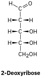 The structure of 2-deoxyribose. It is an aldopentose with 5 carbon atoms and an aldehyde functional group.