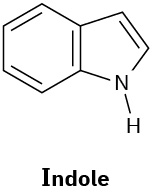 Indole has a benzene ring fused to a 5-membered ring made of four carbons, in which C 2 is double bonded to C 3, and an N-H group at position 1.