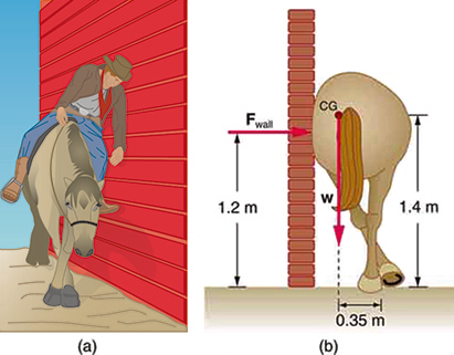 In part a, a horse is standing next to a wall with its legs crossed. A sleepy-looking rider is leaning against the wall. Part b is a drawing of the same horse from a rear view, but this time with no rider. The horse is crossing its rear legs, and its rump is leaning against the wall. The reaction of the wall F is acting on the horse at a height one point two meters above the ground. The weight of the horse is acting at its center of gravity near the base of the tail. The center of gravity is one point four meters above the ground. The line of action of weight is zero point three five meters away from the feet of the horse.