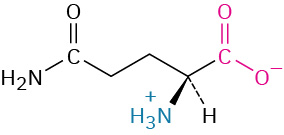 The structure of L-glutamine. It has a carbon linked to two methylene connected to amide, carboxylate ion, dashed hydrogen, and wedged ammonia ion.