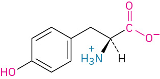 The structure of L-tyrosine. It has a carbon linked to methylene linked to phenol, carboxylate ion, dashed hydrogen, and wedged ammonia ion.