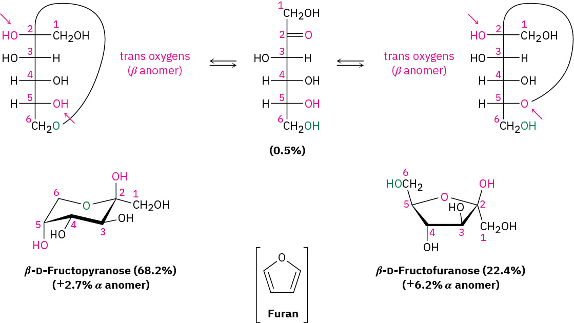 The Fischer and Haworth projection of beta-D-fructopyranose and beta-D-fructofuranose. Formation of pyranose and furanose anomers form through the hydroxyl group addition to C 2 carbonyl.