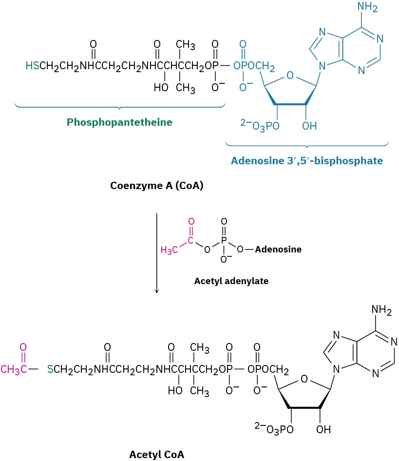 The reaction shows the conversion of coenzyme A to acetyl coenzyme A on reaction with acetyl adenylate. The product is a thioester with C O S linkage.