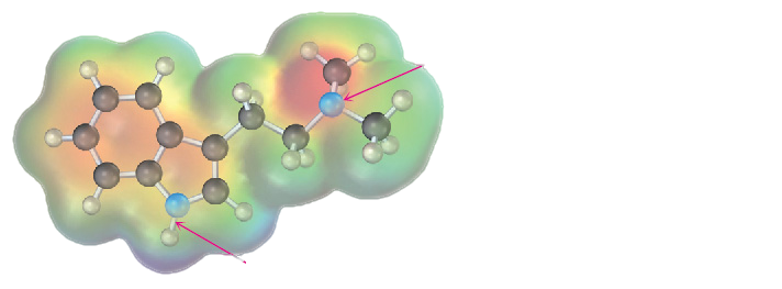 The ball-and-stick model in the electrostatic potential map of N, N-dimethyltryptamine. Black, gray, and red spheres represent carbon, hydrogen, and oxygen, respectively.