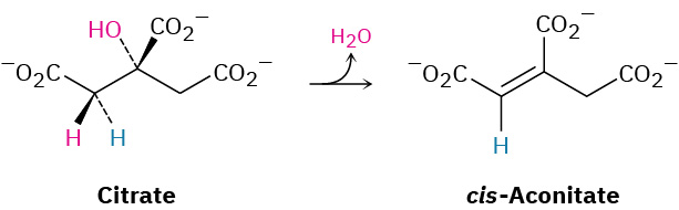 Citrate undergoes a stereoselective dehydration to yield cis-aconitate as the product.