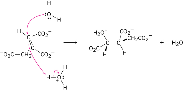 A reaction shows water, alkene, and hydronium ion reacting to form a product.