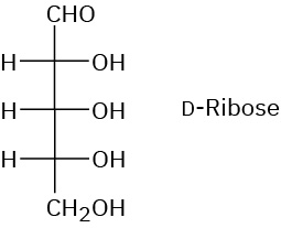 The Fischer projection of D-ribose which is a simple sugar with molecular formula C 5 H 10 O 5.