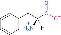 The structure of L-phenylalanine. It has a carbon linked to methylene linked to a benzene ring, carboxylate ion, dashed hydrogen, and wedged ammonia ion.