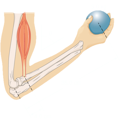 Figure is a schematic drawing of a forearm rotated around the elbow. A 5 kilogram ball is held in the palm. The distance between the elbow and the ball is 35 centimeters. The distance between the elbow and the biceps muscle, which causes a torque around the elbow, is 4 centimeters. Forearm forms a theta angle with the upper arm.