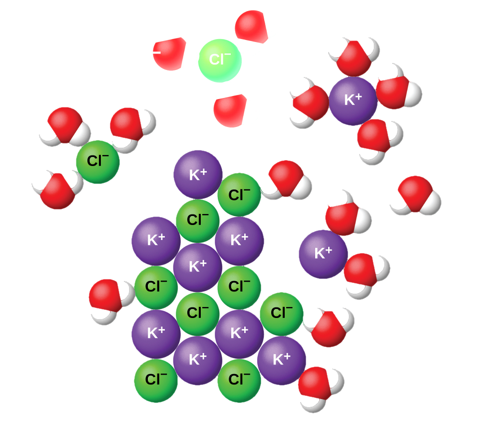 The diagram shows eight purple spheres labeled K superscript plus and eight green spheres labeled C l superscript minus mixed and touching near the center of the diagram. Outside of this cluster of spheres are seventeen clusters of three spheres, which include one red and two white spheres. A red sphere in one of these clusters is labeled O. A white sphere is labeled H. Two of the green C l superscript minus spheres are surrounded by three of the red and white clusters, with the red spheres closer to the green spheres than the white spheres. One of the K superscript plus purple spheres is surrounded by four of the red and white clusters. The white spheres of these clusters are closest to the purple spheres.