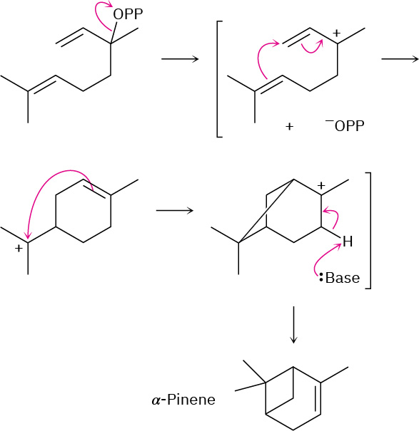O P P releases from linalyl diphosphate leading to a carbocation intermediate. The double bond shifts to form another carbocation. The base reacts with carbocation to form alpha-pinene.
