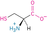 The structure of L-cysteine. It has a carbon linked to methylene connected to thiol, carboxylate ion, dashed hydrogen, and wedged ammonia ion.