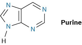 Purine has a five-membered ring fused to a six-membered ring. Each ring consists of two nitrogen atoms and two double bonds.