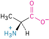 The ball-and-stick model in electrostatic potential map and structures of uncharged and zwitterionic forms of L-alanine. The uncharged form undergoes a reversible reaction to form a zwitterion.