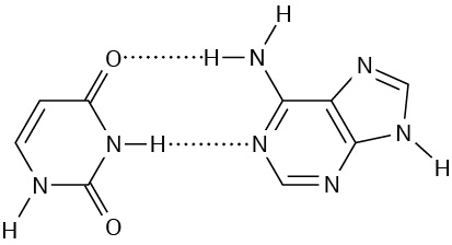 The figure shows two hydrogen bonding in the structure of adenine and uracil base pairs where the bases act as hydrogen bond donors and acceptors.