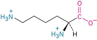 The structure of lysine. It has a carbon linked to four methylene groups linked to ammonia cation, carboxylate ion, dashed hydrogen, and wedged ammonia ion.
