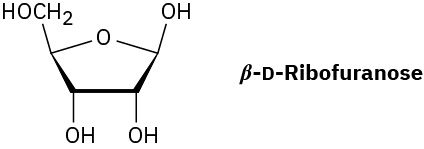 The structure of beta-D-ribofuranose with three axial O H groups at C 1, C 2, and C 3. The molecular formula is C 5 H 10 O 5.