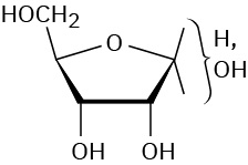A furanose D-ribose is presented. The cyclization of ribose occurs via hemiacetal formation due to an attack on aldehyde by C 4 hydroxyl group to produce a furanose ring .