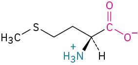 The structure of L-methionine. It has a carbon linked to two methylene groups linked to sulfur and methyl group, carboxylate ion, dashed hydrogen, and wedged ammonia ion.