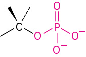 The general structure of monophosphate.