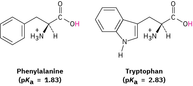 Structures of the amino acids phenylalanine and tryptophan. Both have carboxylic acid groups, alpha amino groups, and aryl groups. Tryptophan has nitrogen in ring system.