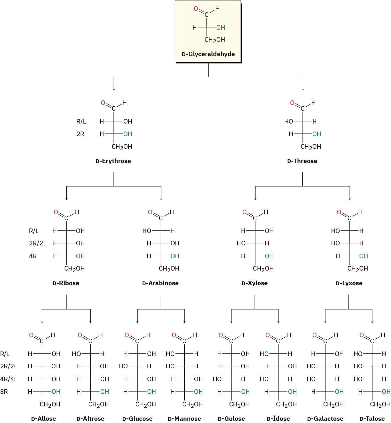 Fisher projections of aldoses, D-glyceraldehyde, D-erythrose, D-threose, D-ribose, D-arabinose, D-erythrose, D-xylose, D-lyxose, D-allose, D-altrose, D-glucose, D-mannose, D-gulose, D-idose, D-galactose, ang D-talose.