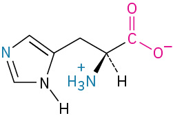The structure of L-histidine. It has a carbon linked to methylene group linked to cyclopentadiene with nitrogen and N-H, carboxylate ion, dashed hydrogen, and wedged ammonia ion.