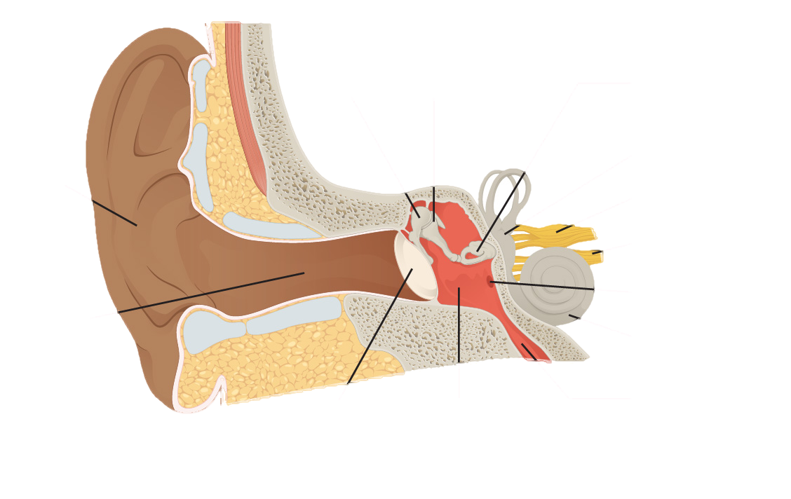 The picture shows the anatomy of a human ear. All organs in the ear are labeled. There is a pinna or the outer end of the ear, followed by a long ear canal in the outer ear. The middle ear has the eardrum little arc shaped. There are small round and oval windows next to it. There are semicircular canals. In the inner ear are snail shell shaped cochlea and cochlea duct. There is a Eustachian tube that leads downward. There are cochlear nerve and vestibular nerves in the inner ear.