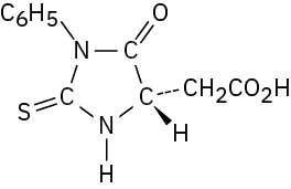 A P T H derivative containing an acetic acid residue formed from the Edman degradation of the N-terminal residue of a peptide.