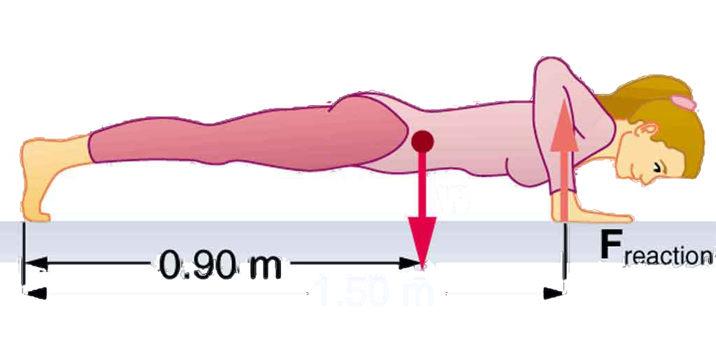 A woman is doing push-ups. Her weight w is acting on her center of gravity , shown by a vector pointing downwards. Her center of gravity is zero point nine zero meters from her feet and reaction force F acting on her arms is shown by the vector pointing upward along her arms. The distance of reaction force from the feet is one point five zero meters.