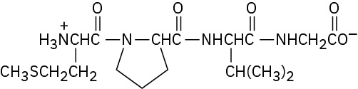 The structure of M P V G. A tetrapeptide, starting at the N-terminus containing a methionine, a proline, a valine, and a glycine,